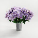 Pack of 6 Purple Hydrangea Bush Purple