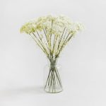 Pack of 18 Cream Queen Annes Lace Cream