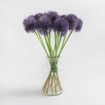 Pack of 12 Lavender Alluium Purple