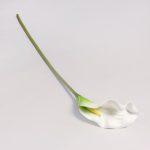 Pack of 24 Calla Lilys Cream